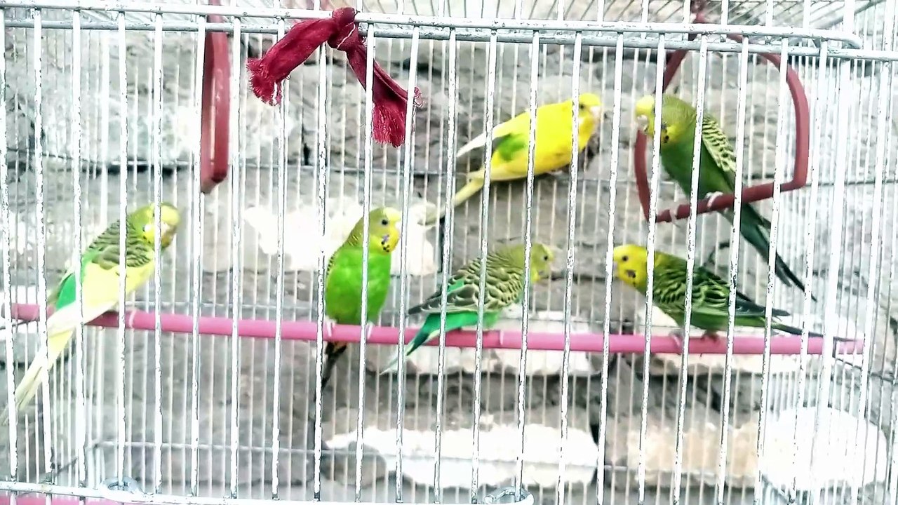 just watch it8