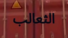 #الثعالب