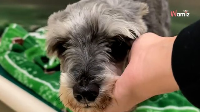 Ils adoptent un chien et le ramènent au refuge pour une raison qui brise le coeur de milliers d'internautes (vidéo)