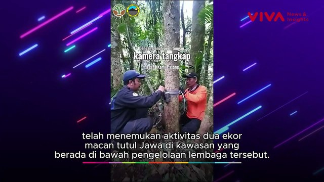 LANGKA! 2 Macan Tutul Jawa wara-wiri di Kawasan Bromo