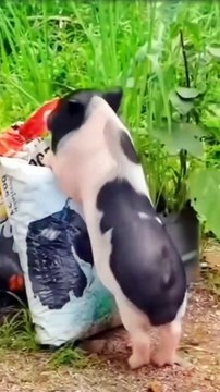 Vamos sorrir.um pouco kkk,,, videos dos nosso pets que amamos....