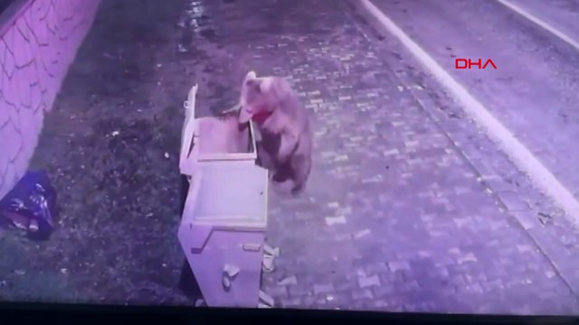 Barınaktan kaçan bozayı, 8 gün sonra Karacabey Longoz Ormanları’nda yakalandı