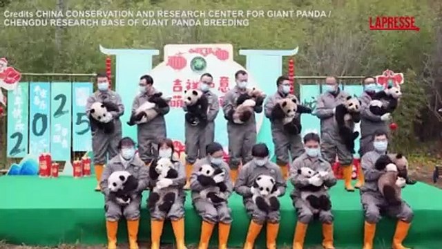 Cina, 25 cuccioli di panda celebrano il Capodanno cinese