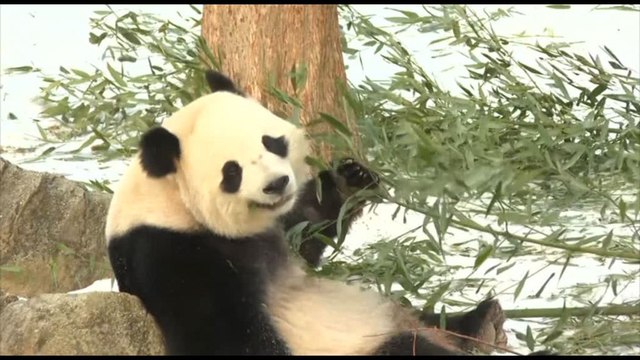 Il debutto dei panda giganti Bao Li e Qing Bao allo zoo di Washington