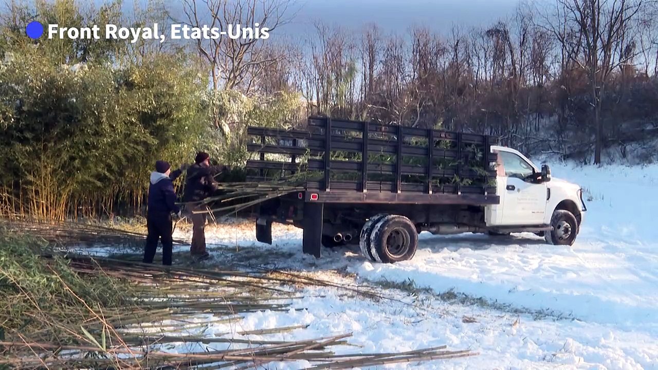 Etats-Unis: pandas affamés recherchent bambou désespérément
