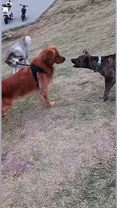 I'm not afraid of many enemies, I'm only afraid of my teammate being a husky😆