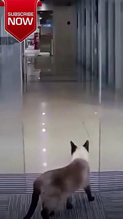 😂 EPIC Funny Oops Moments: You Won't Believe What Happens Next! #shorts #animals #funny #2022