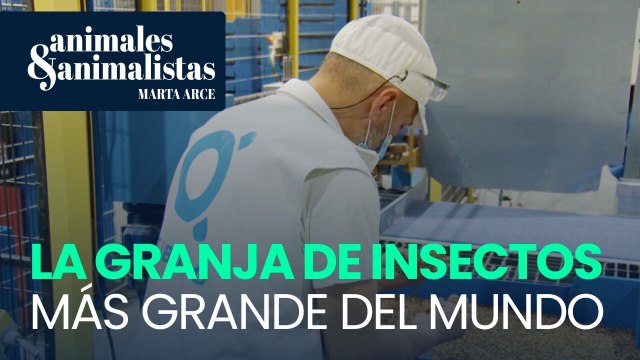 Fertilizantes y piensos: el verdadero negocio de criar insectos
