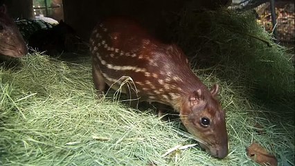 This Paca Piglet Named Paisley Loves Spending Time with Her Mom, Pumpkin