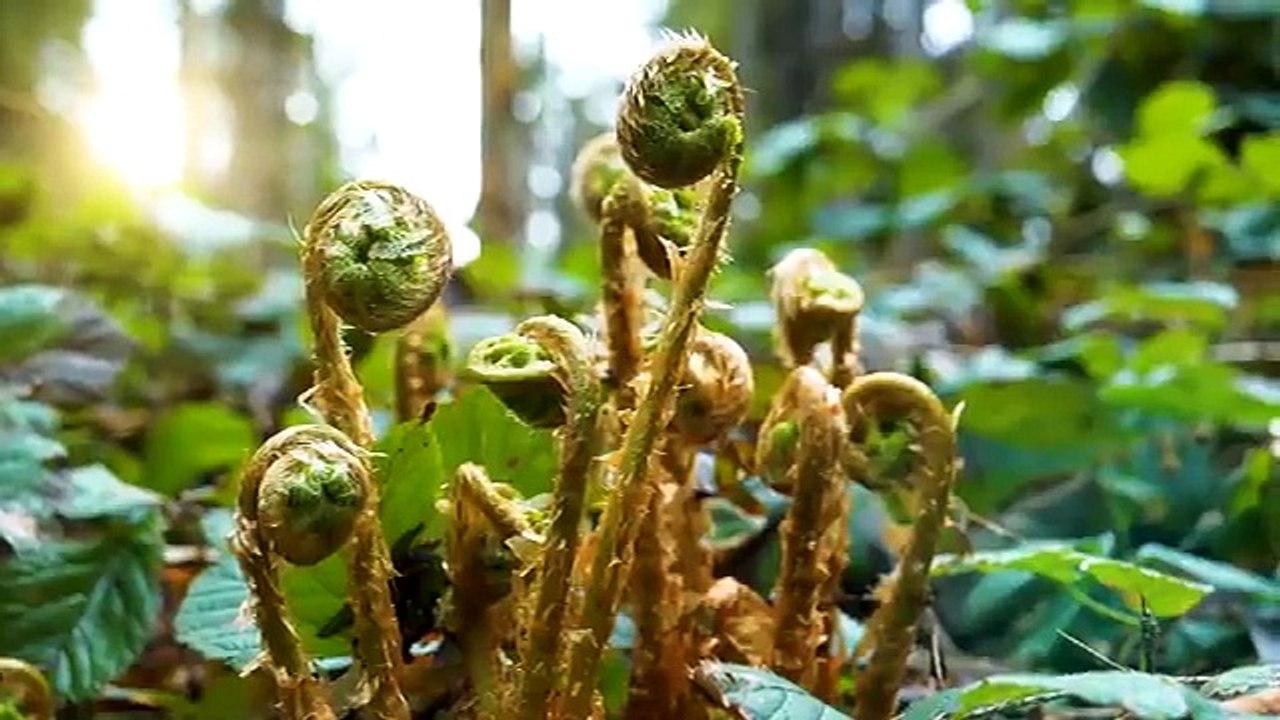 Beautiful Natural Sounds | piano| Relaxing sounds|soothing|sleep music| deep sleep| healing| meditation| rain water flow