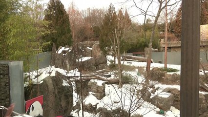 Pandas make their debut at Washington's National Zoo