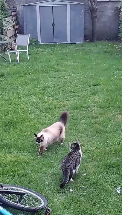 Une vie de chat