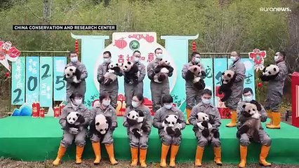 الباندا تحتفل بالعام الصيني الجديد: 25 شبلا يظهرون لأول مرة أمام الجمهور في سيتشوان
