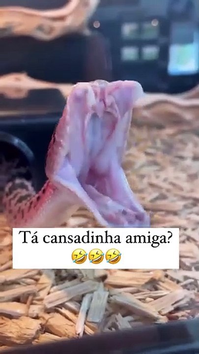 ...#pararir #muitoengraçado #muitoengracado #engracadodemais #paracompartilhar #migasualouka