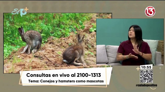 Entrevista - ¿Cómo ser dueño responsable de conejos o hamsters?
