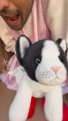 🐱📦🏠 I Chose Life with a Cat in a Cardboard Box!