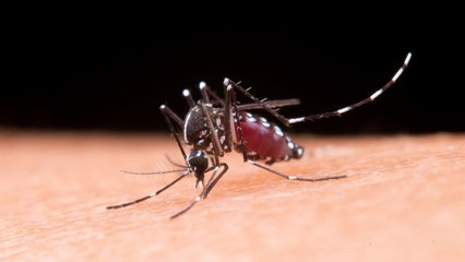 Se registra una defunción por dengue en Panamá Oeste
