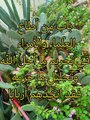 كتاب التوحيد الذي هو حق الله على العبيد (  18 )