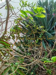 كتاب التوحيد الذي هو حق الله على العبيد ( 23 )