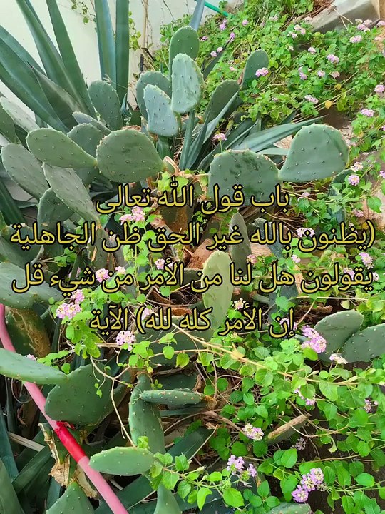 كتاب التوحيد الذي هو حق الله على العبيد ( 25 )