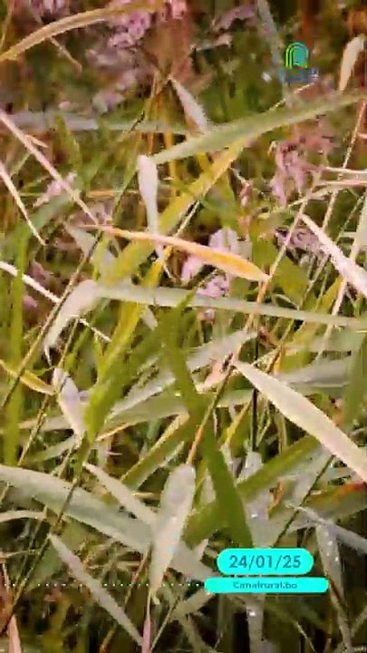 🐄🌾 Pasto Capim: El Desafío para los Ganaderos de Brasil