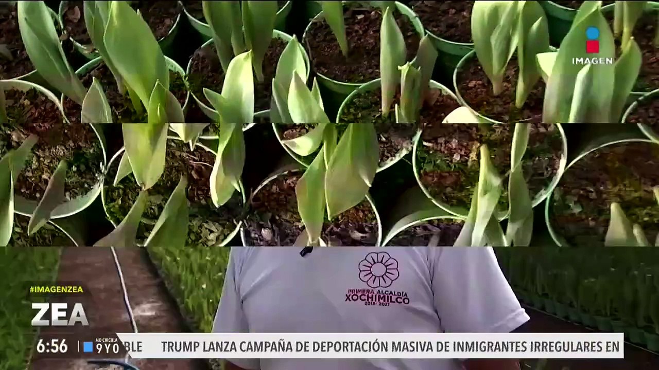 Floricultores de la CDMX, listos para el 14 de Febrero, Día del Amor y la Amistad