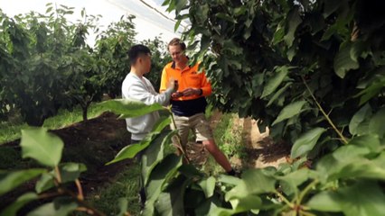 TikTok’s increasing role in revolutionary Tasmanian cherry sales
