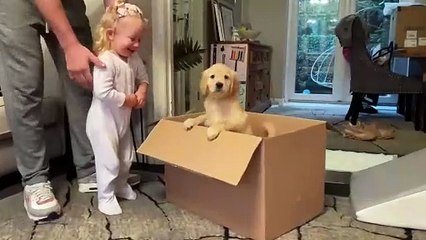 Golden Retriever Adopts Adorable Baby As his own