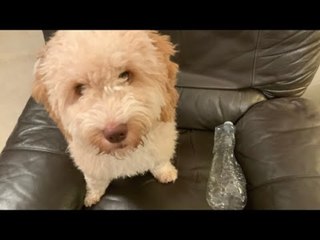Cockapoo Grabs Plastic in His Mouth and Tries to Chew It