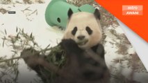 Dua ekor panda China tampil di Zoo Washington