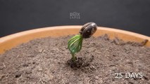 15 years Time-laps compilation of plant