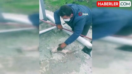 Kanalizasyon Kuyusuna Düşen Yavru Köpekler Kurtarıldı
