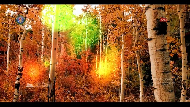 Yemivvagalanu | What Can I Give for your Love | Telugu Christian New Year Song | Telugu Worship Songs | Powerful Praise & Gospel Music | Telugu Christian Music Ministries