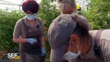Sef sub acoperire sezonul 2 episodul 2 HD