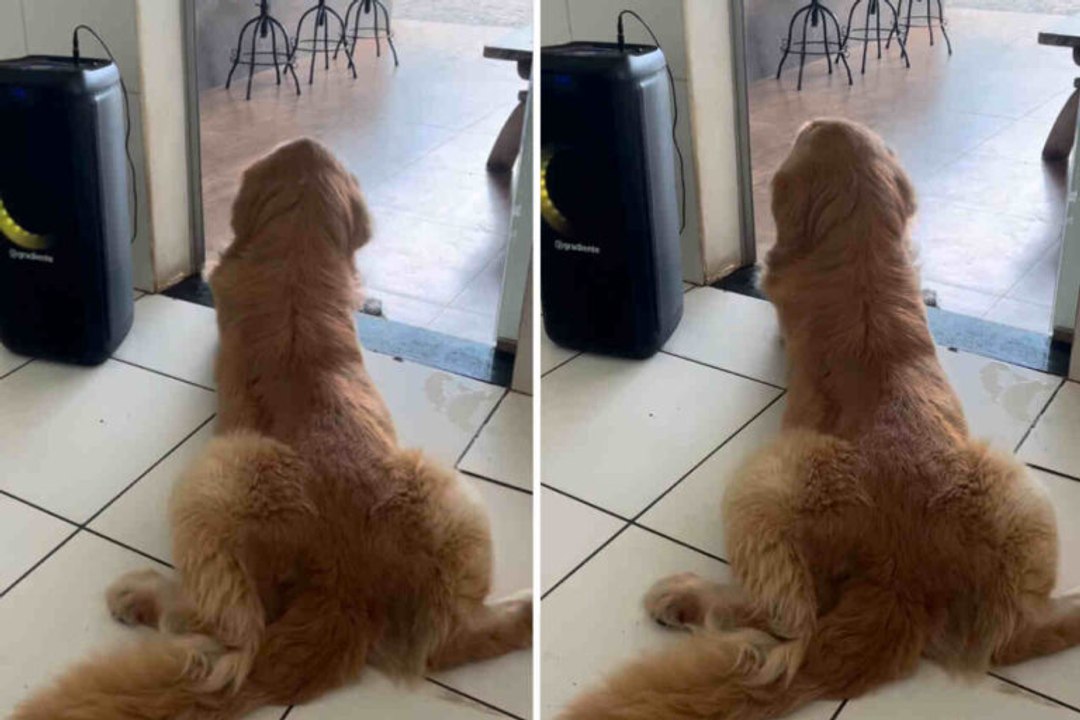 Schattige video: Golden retriever kan de beat van een goed liedje niet weerstaan