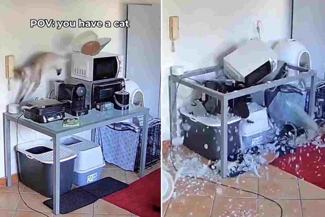 Hilarische video: Kat breekt wereldrecord voor snelste vernietiging van een huis