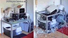 Hilarische video: Kat breekt wereldrecord voor snelste vernietiging van een huis