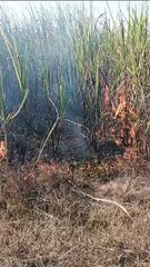 गन्ने की फसल में लगी भीषण आग