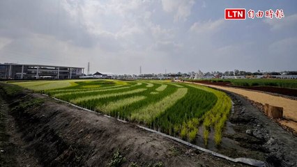 屏東熱博10年轉型白天走進專屬IP彩稻 晚間光影長城接軌屏東燈會