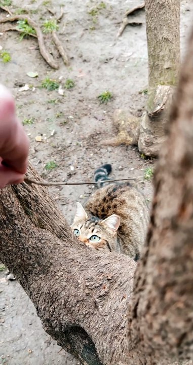 cute cat