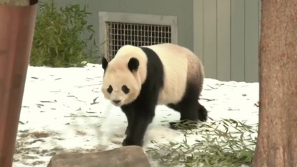워싱턴DC 동물원, 자이언트 판다 한 쌍 공개...관람객들 환호 / YTN