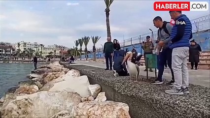 Silifke'de Pelikan, Sahilin Maskotu Oldu