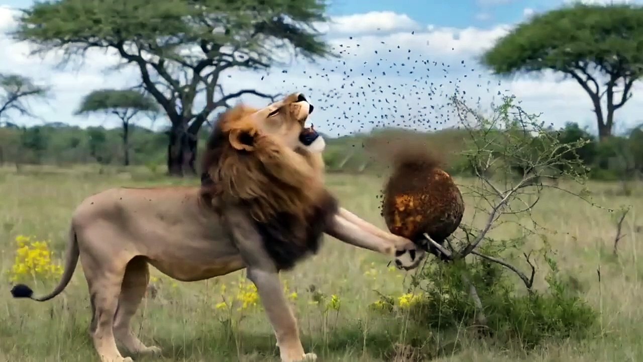 Rescue team help a lion 🦁 who was beetan by bees