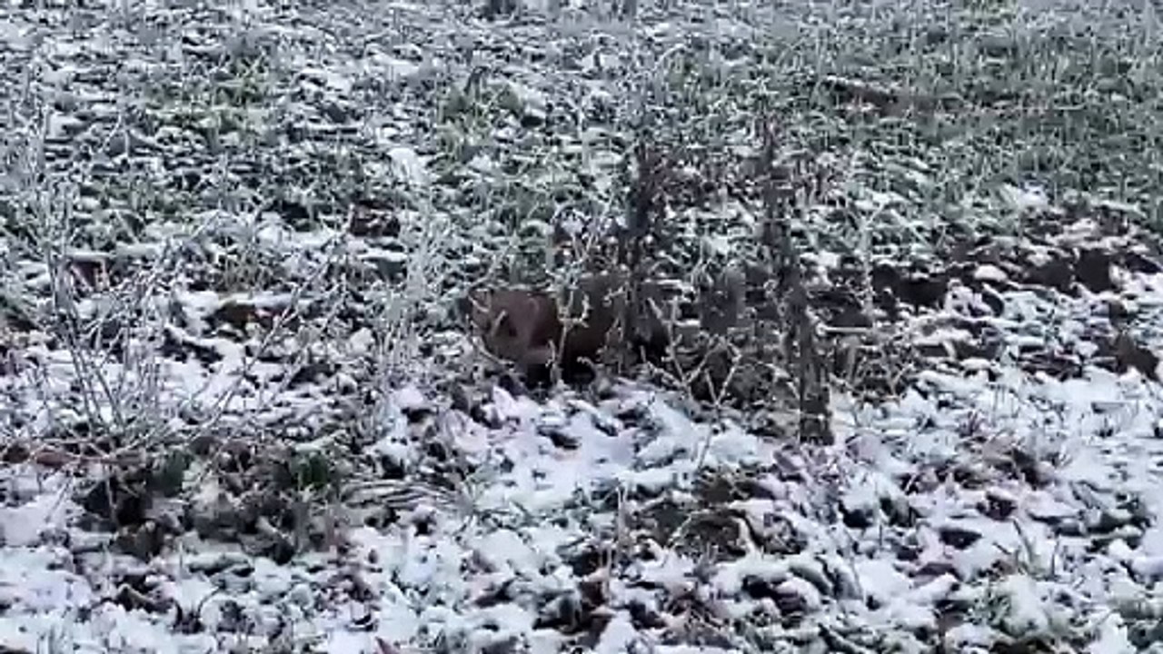 Aggressive marten attack on me