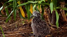 Fun Albatross Facts, Discover the Ocean’s Winged Wonders!
