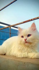 Say_MashAllah_🥺❤️_#maxmeow12_#trending_#catsoftiktok_#catlover_#viral_#foryoupage_#fyp_