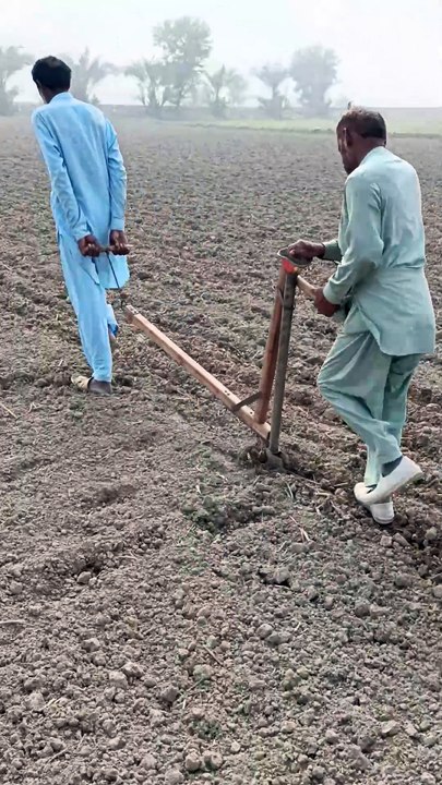 Traditional formal farming wheat crop