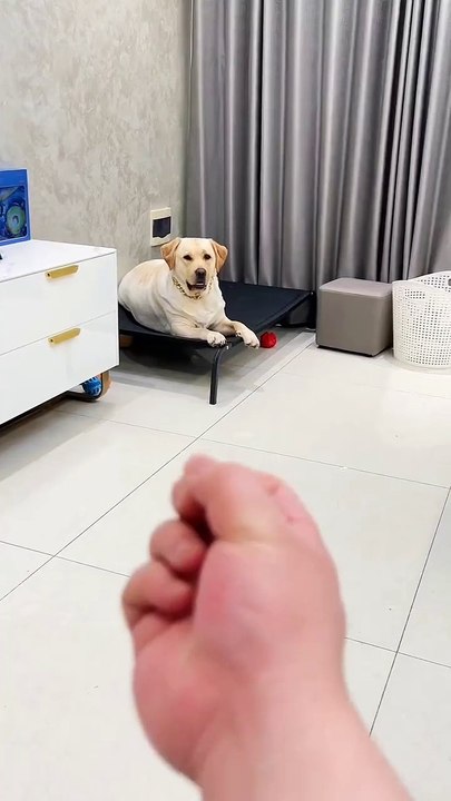 ：fuck u ：fuck u ：fuck u ：Can you try that again？  #Goldenretriever #orange #eat #pet #puppy #lovedog #dog #dogs #dogstagram #instapet #doglife #animals #cute #tasty #Gourmet