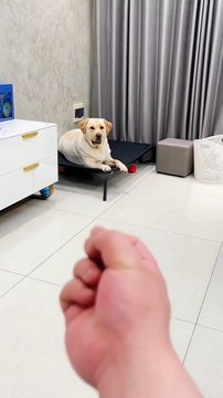 ：fuck u ：fuck u ：fuck u ：Can you try that again？ #Goldenretriever #orange #eat #pet #puppy #lovedog #dog #dogs #dogstagram #instapet #doglife #animals #cute #tasty #Gourmet