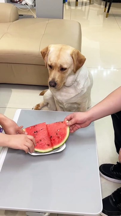 dog：Why is mine the smallest ! But wait, I want to eat  #Goldenretriever #orange #eat #pet #puppy #lovedog #dog #dogs #dogstagram #instapet #doglife #animals #cute #tasty #Gourmet